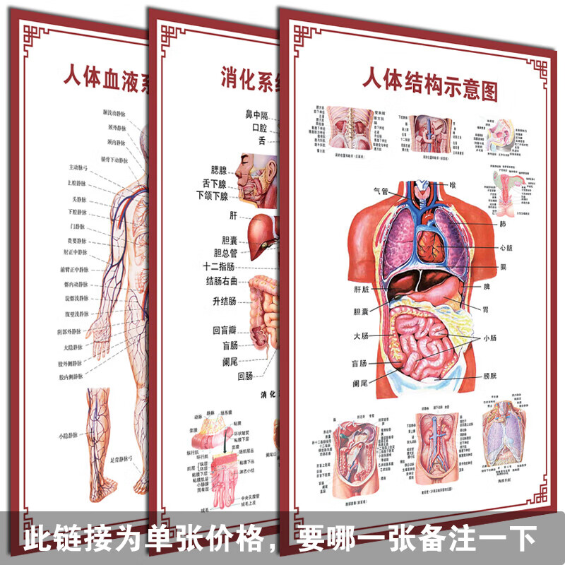 图幻人体内脏解剖系统示意图医学骨骼肌肉器官血管血液结构图医院海报 人体骨骼示意图 120厘米 * 80厘米油画布