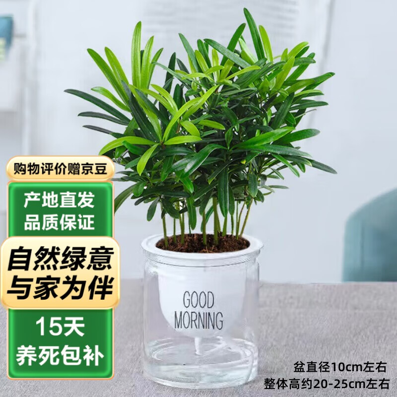 泰西丝罗汉松盆栽室内办公室桌面水培植物摆件 罗汉松+早安盆 源头直发