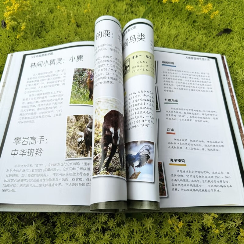 中国国家公园·大熊猫国家公园详情图