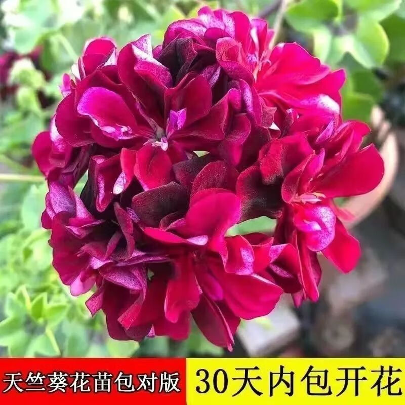 天竺葵盆栽花苗垂吊大花卉植物室内四季带花发货开花不断好养 4肯尼包