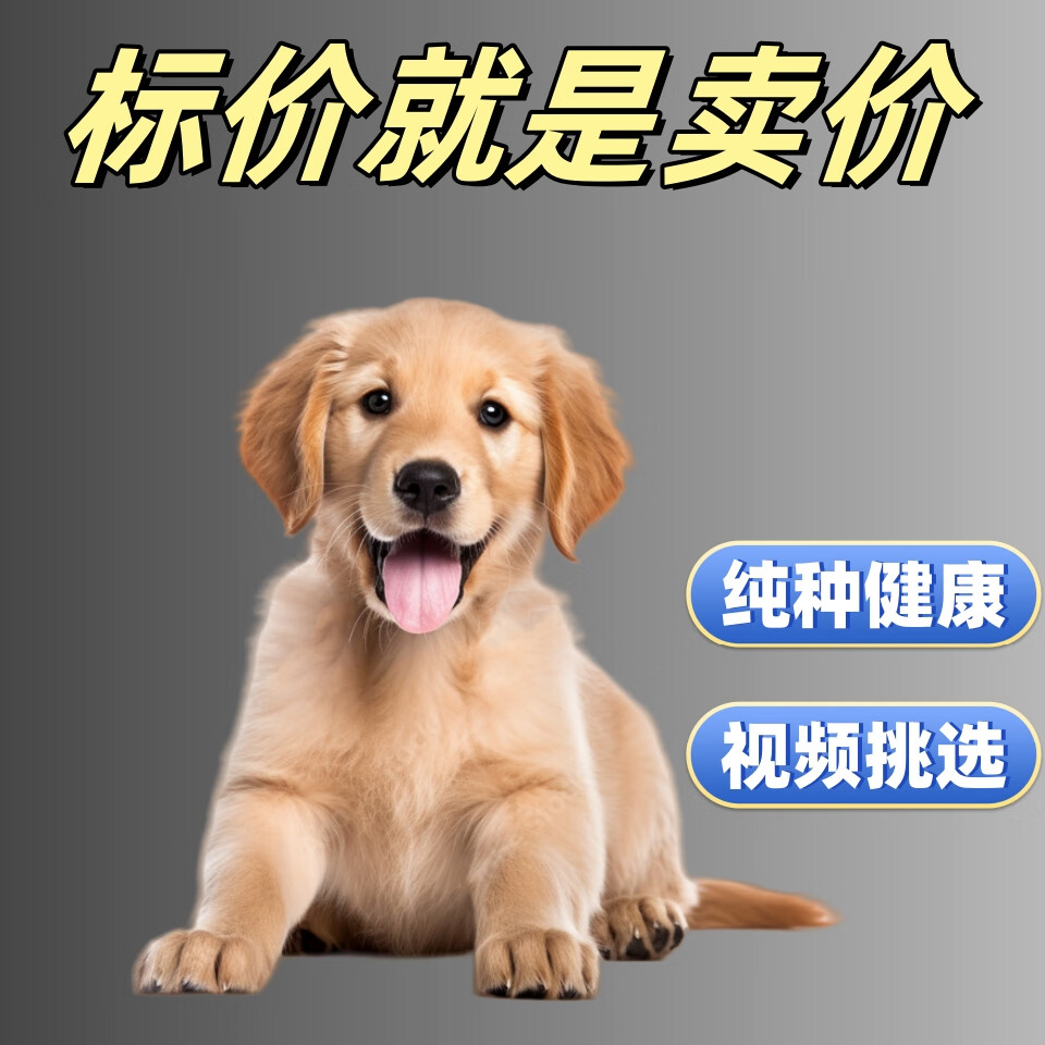 淮爵金毛幼犬狗狗活体宠物幼崽大型小狗活物 混血级 母