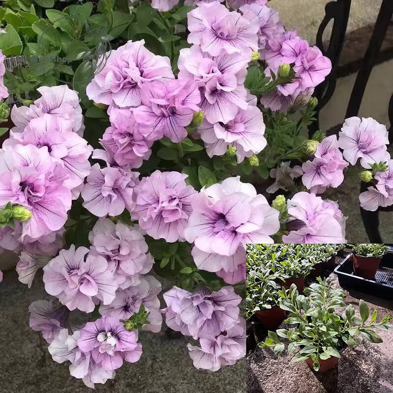 clcey矮牵牛 垂吊花卉盆栽重瓣冰淡紫花苗牵牛花伊丽莎白带花 四季