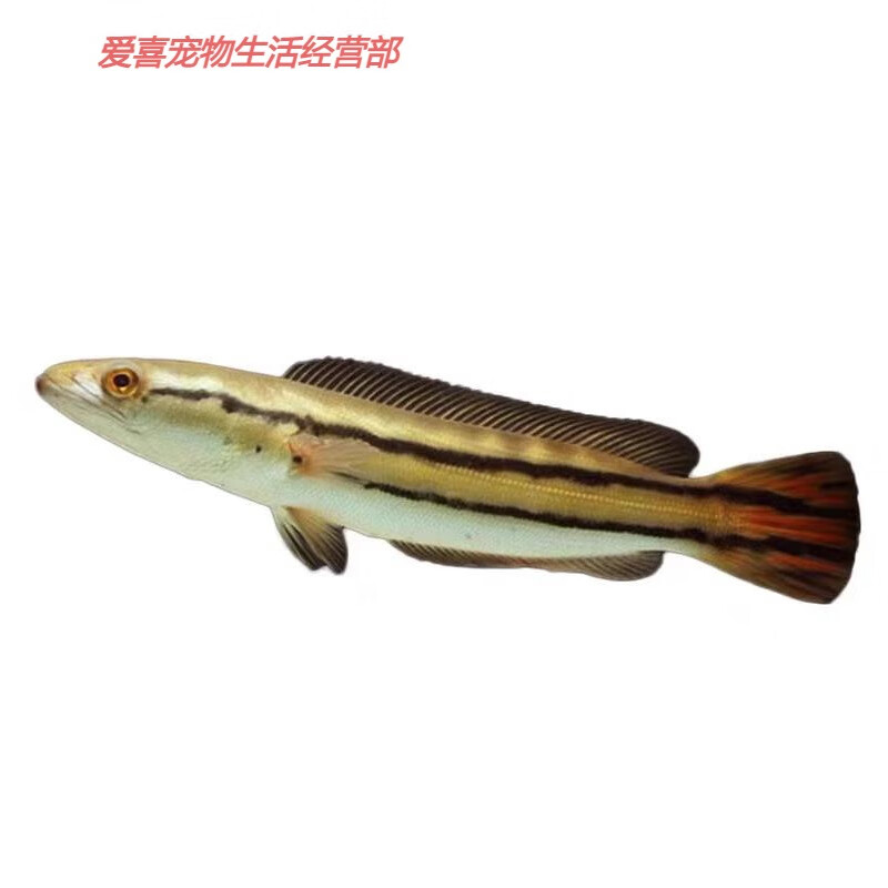 大鱼雷龙小盾鳢多曼七彩海象大型凶猛肉食混养热带观赏鱼活鱼 铅笔鱼6