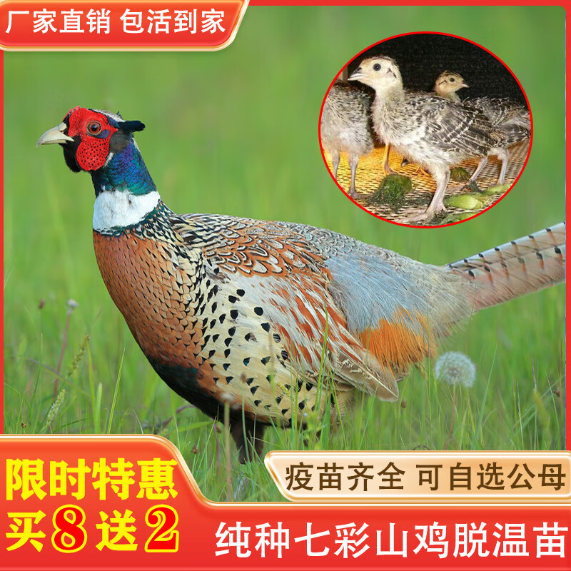 纯种七彩山鸡活苗半大脱温野鸡苗公母一对山鸡小鸡活苗幼苗 一月龄8只