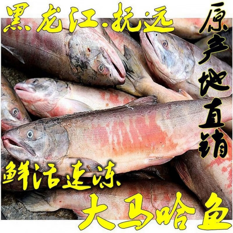瑃蔻睿黑龙江抚远乌苏里江大马哈鱼速冻整条大鱼新鱼 整条3.