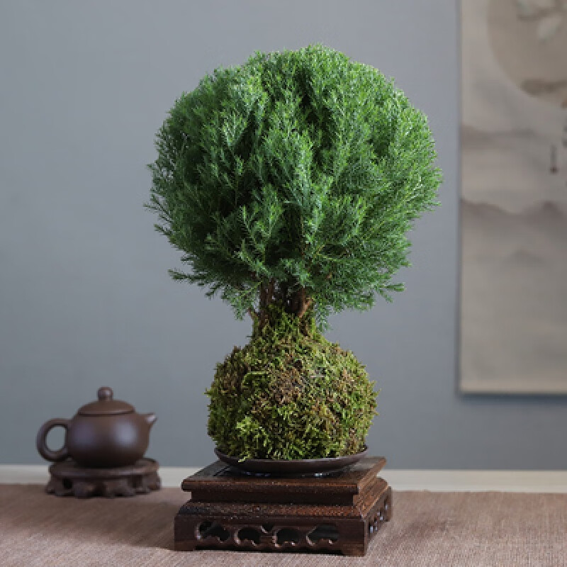 clcey苔玉藓球中式禅意盆景绿植福建茶几办公室客厅书房好养水培 苔玉