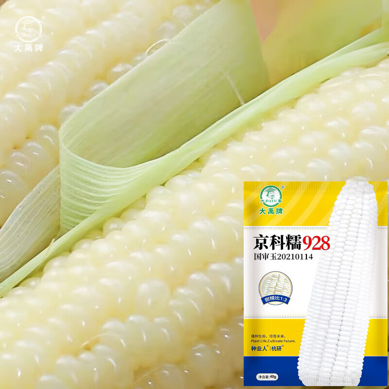 京科糯928甜糯玉米种子40g2袋
