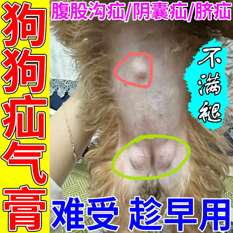 狗狗疝气幼犬老犬鼓包肚子有硬块良性腹股沟疝气膏 狗狗疝气膏 养 单