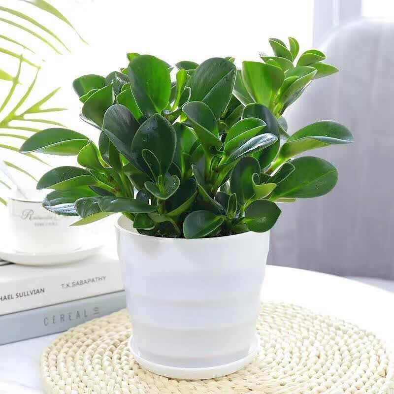 种花迷碧玉绿植盆栽家庭卧室室内盆栽 一盆碧玉(早安盆栽好) 一盆碧玉