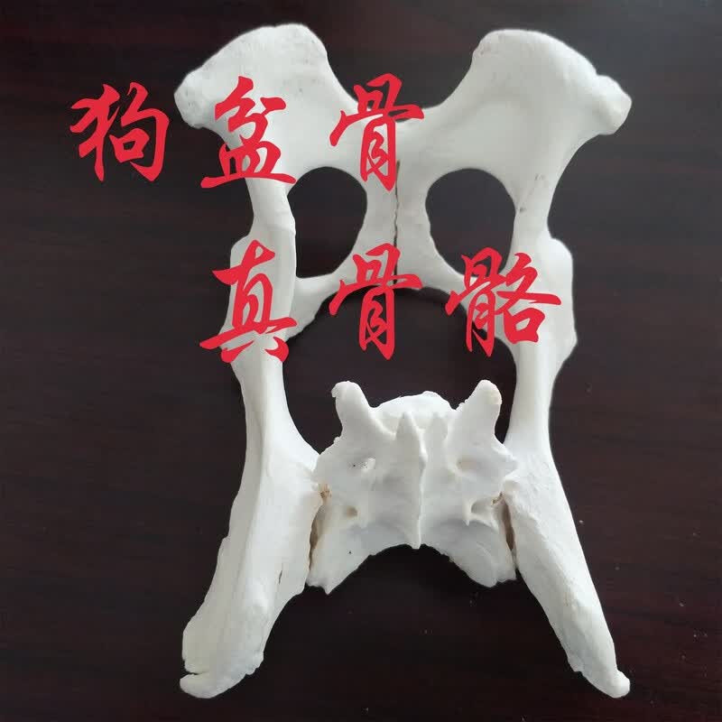 动物骨骼标本盆骨荐骨真骨骼模型动物医院用品教学模型 小型犬