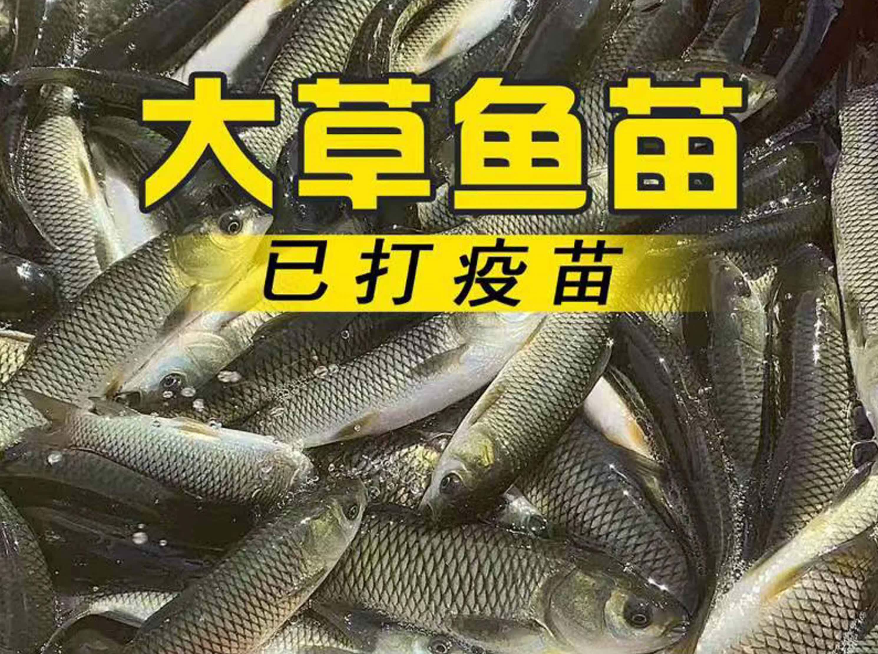 乌头鱼苗乌鱼黑鱼新鱼梭鱼乌鲻优质鱼苗冷水海淡水好养殖当地 草鱼苗2