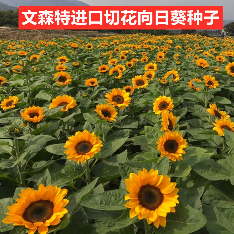 红人迷切花向日葵种子日本进口文森特精选清新阳台盆栽观赏矮杆葵种籽