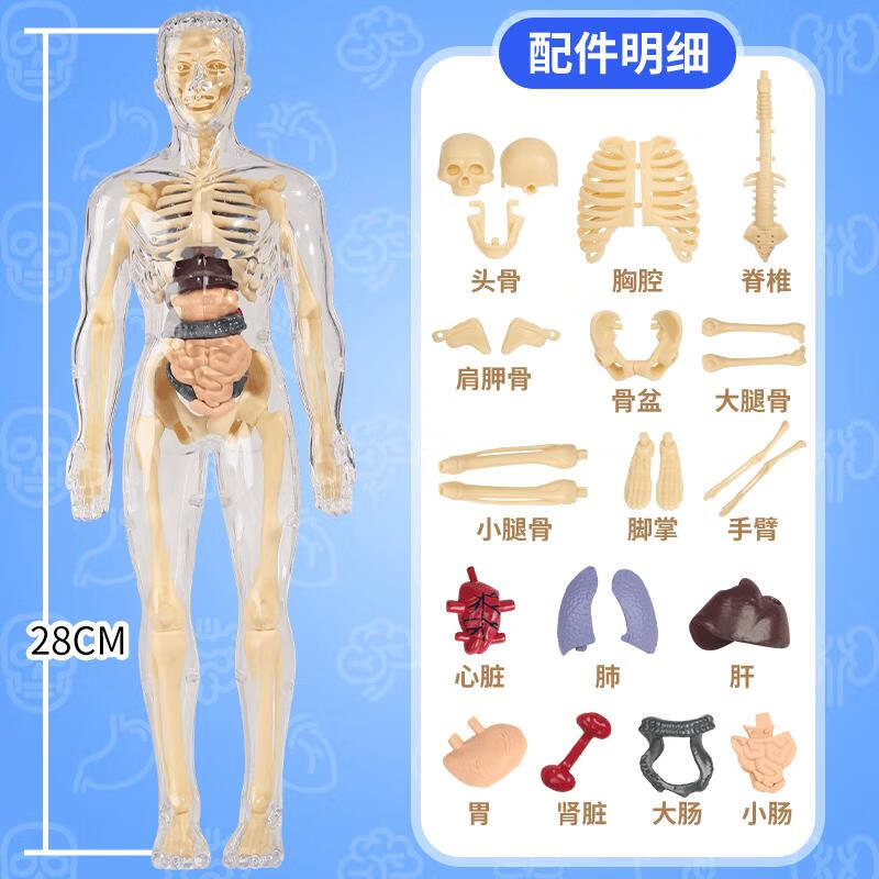 人体结构模型医学仿真生物人体结构模型器官骨骼可拆卸拼装生物解剖医学3d身体内脏儿童玩具 全透明28·cm全身模型身体+骨骼