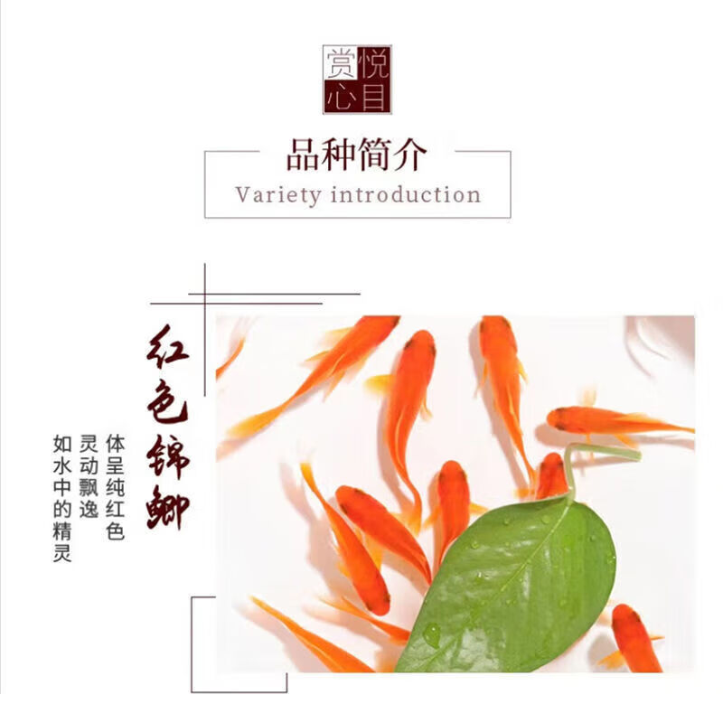 墨一红草金鱼观赏鱼家养冷水小金鱼锦鲤鱼好养耐活懒人鱼大红长尾 1-3
