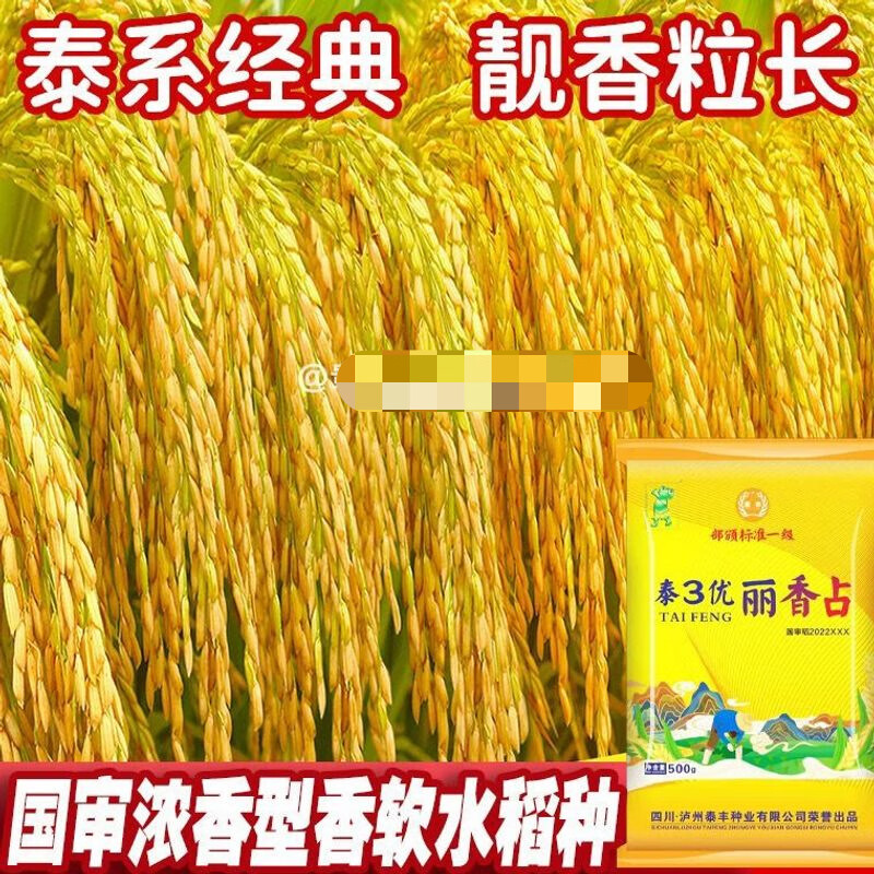 泰3优丽香占高产水稻种子长粒香米种泰国香米水稻种长粒香米
