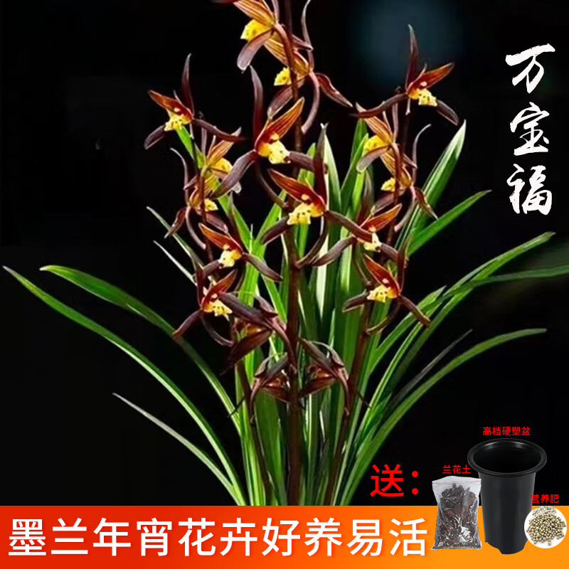 ��Ө����ζ�������� ����������� �ļ��������������̨����������ֲ �򱦸�4�����Ӳ������