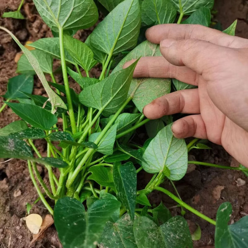 禾之润食叶型红薯叶苗地瓜叶种植 福薯18号专吃叶子山芋苗番薯种苗 福