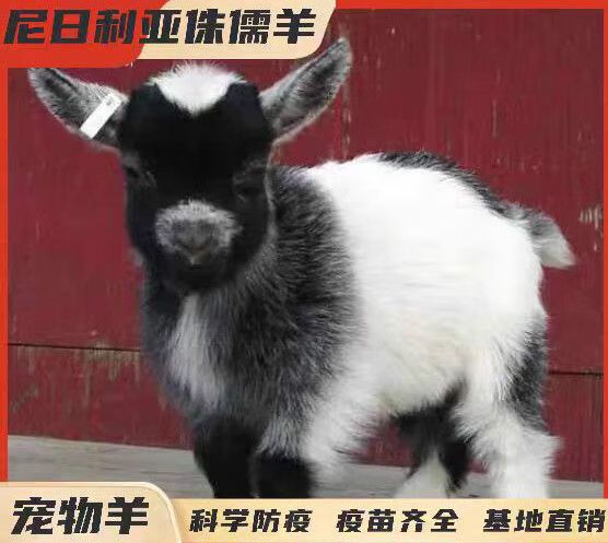 网红宠物羊长不大侏儒羊活羊羊羔尼日利亚矮山羊国产宠物羊晕倒羊