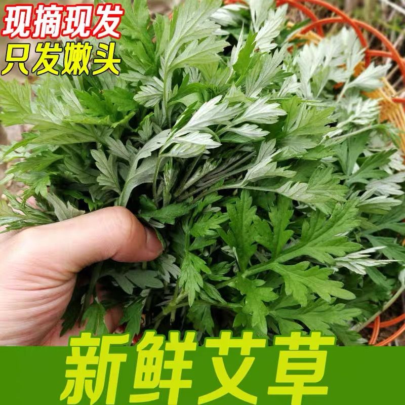 艾草新鲜蔬菜当季食用农家生叶艾蒿野生糍粑艾粄青团端午嫩艾叶田 1斤