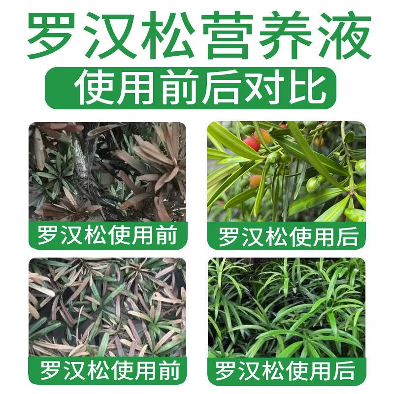 罗汉松专用肥喜酸植物叶面喷施营养液防黄落枯叶烂黑根腐通用肥料 1瓶装