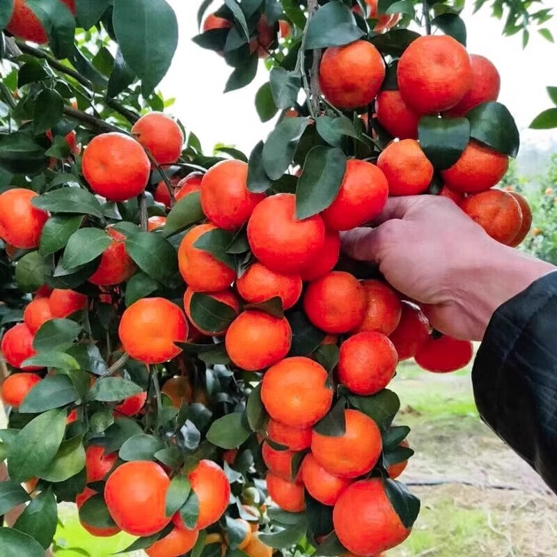 紅桔橘子苗紅桔苗大紅袍橘子苗世紀(jì)紅桔苗紅橘樹苗盆栽地 8年大苗【結(jié)果多多】