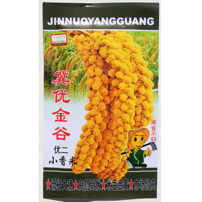 冀优金谷 稳产抗病小米谷子种子 小糯米种子 吨谷种子黄谷子带壳 冀优