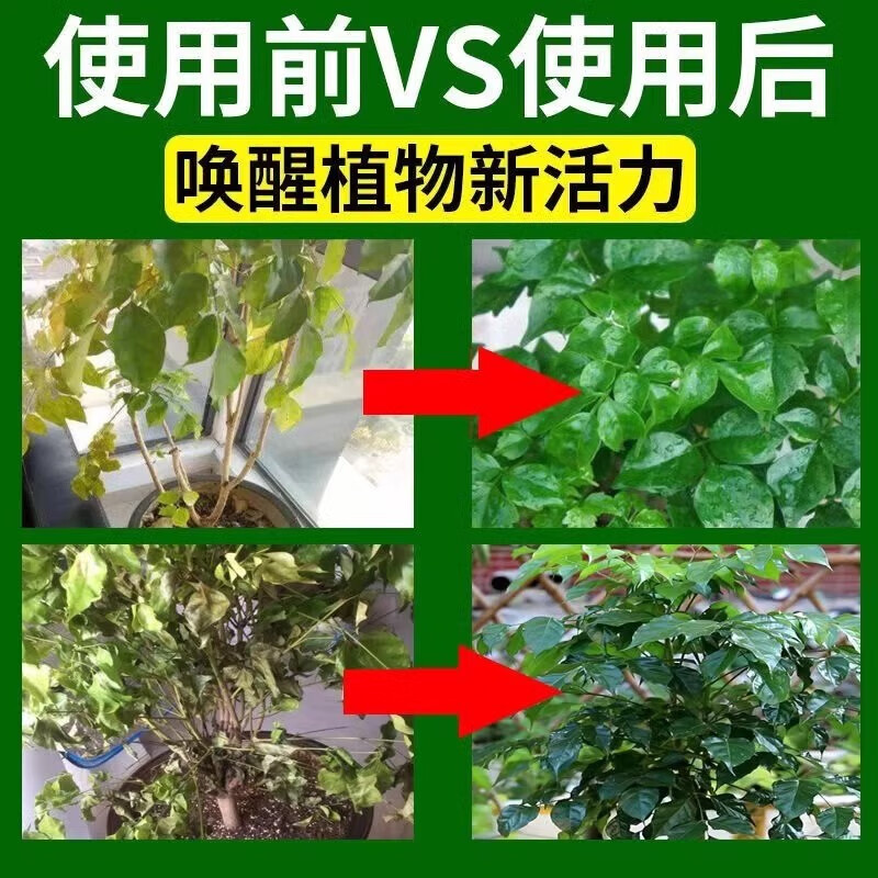 幸福树专用营养液专用肥料落叶掉叶子专用肥料专黄叶烂根营养液 1瓶装