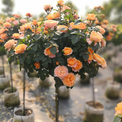 花润露欧洲树桩形独杆棒棒糖月季花苗大花浓香阳台庭院室外耐寒玫瑰四