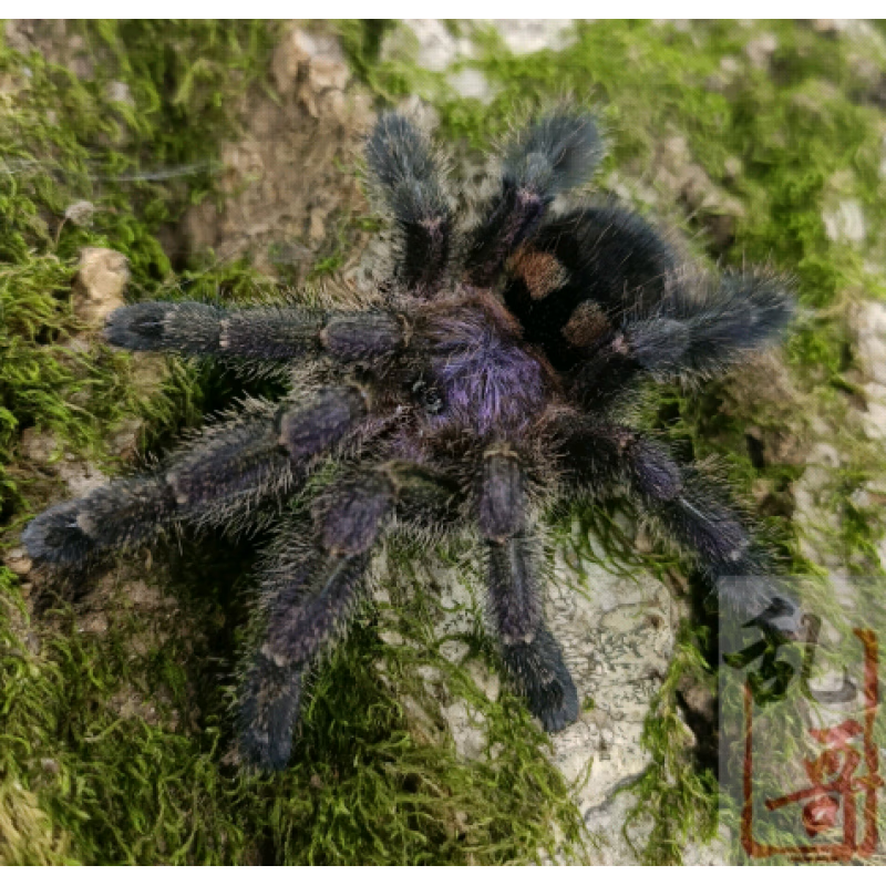 厄瓜多尔蓝紫粉趾足展4-7厘米温顺漂亮蜘蛛宠物活体爬虫av属 9厘米母