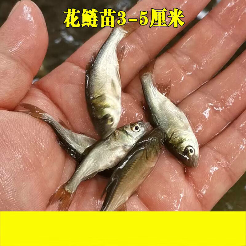 花鲢苗胖头鱼鱼苗淡水活体小鱼苗好养殖食用鳊鱼鲢鳙大头鱼苗 10条3-5