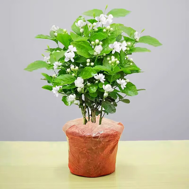 ��ʱ�� ��������Ũ���� ������ֲ����̨���������辰�ڼ�Դͷֱ������ ��Ʒ����3-6�꡾ԭ��������