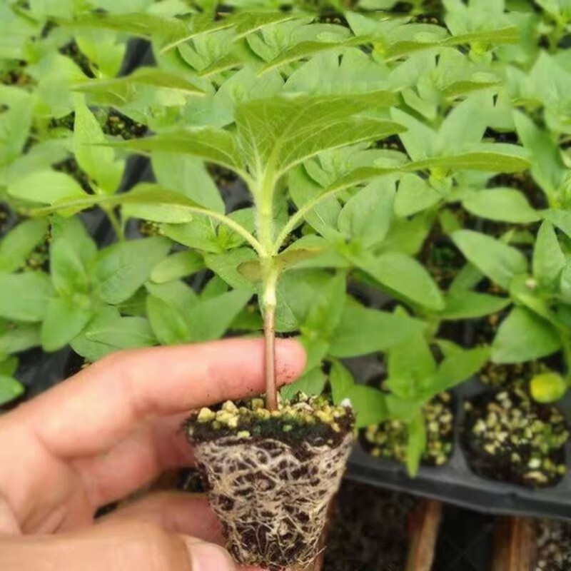 clcey向日葵秧苗瓜子苗矮生盆栽观赏向阳花幼苗阳台春季油葵苗榨油