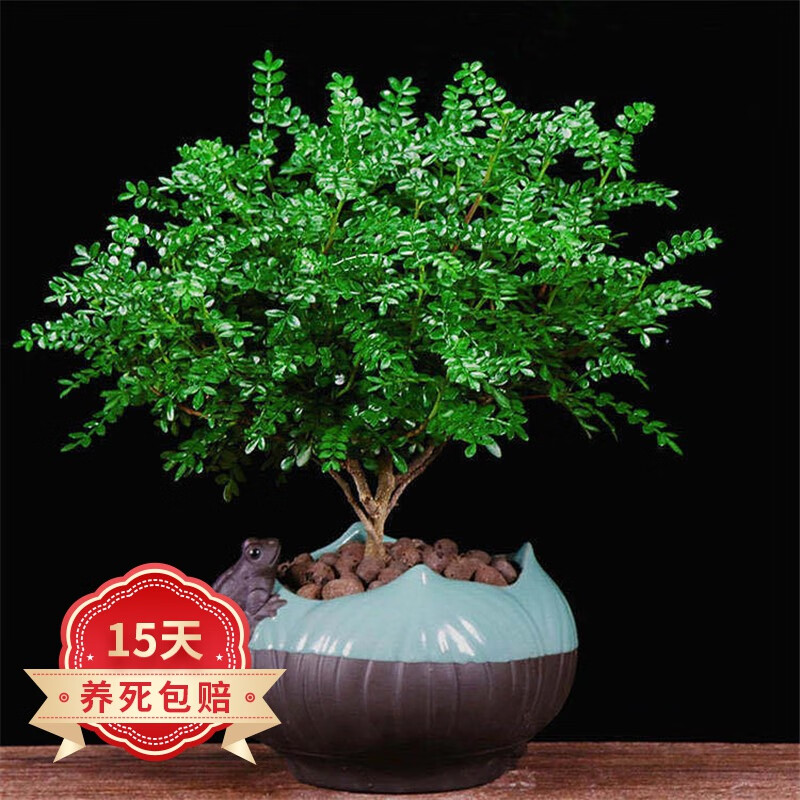 欧悟 清香胡椒木盆栽 驱蚊植物四季常青好养室内花卉绿植树苗盆景 四