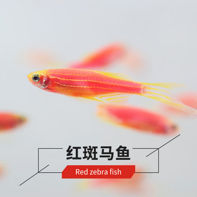 smvp斑马鱼观赏鱼小型热带鱼活鱼淡水好养米奇金鱼凤尾胎生孔雀鱼