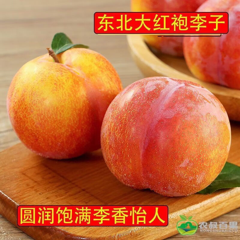 盖县大红袍甜大李子东北特产当季水果非脱骨李茵红李5 斤 脆甜可口 5