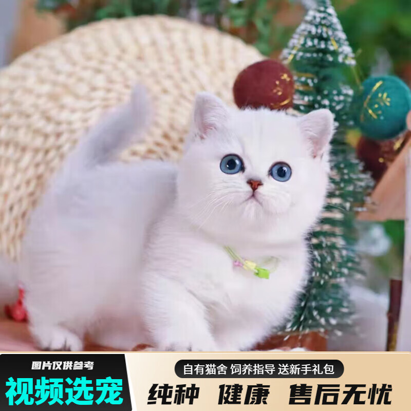 宠六福纯种英短银点猫幼猫小猫咪宠物猫咪活体幼崽 宠物级 公