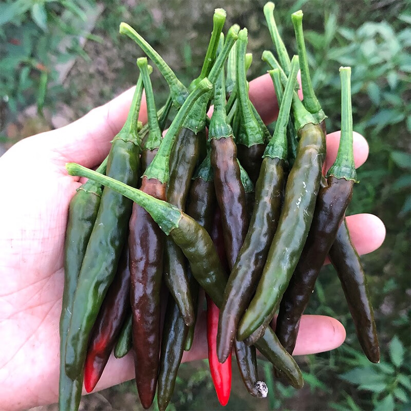 四川泡辣椒新鮮辣椒農(nóng)家 自種醬色小米辣3斤超辣烏紅色朝天椒 3斤