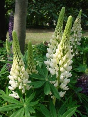 刘不丁鲁冰花羽扇豆苗多年生耐寒宿根草本花卉庭院花园花境植物72穴苗