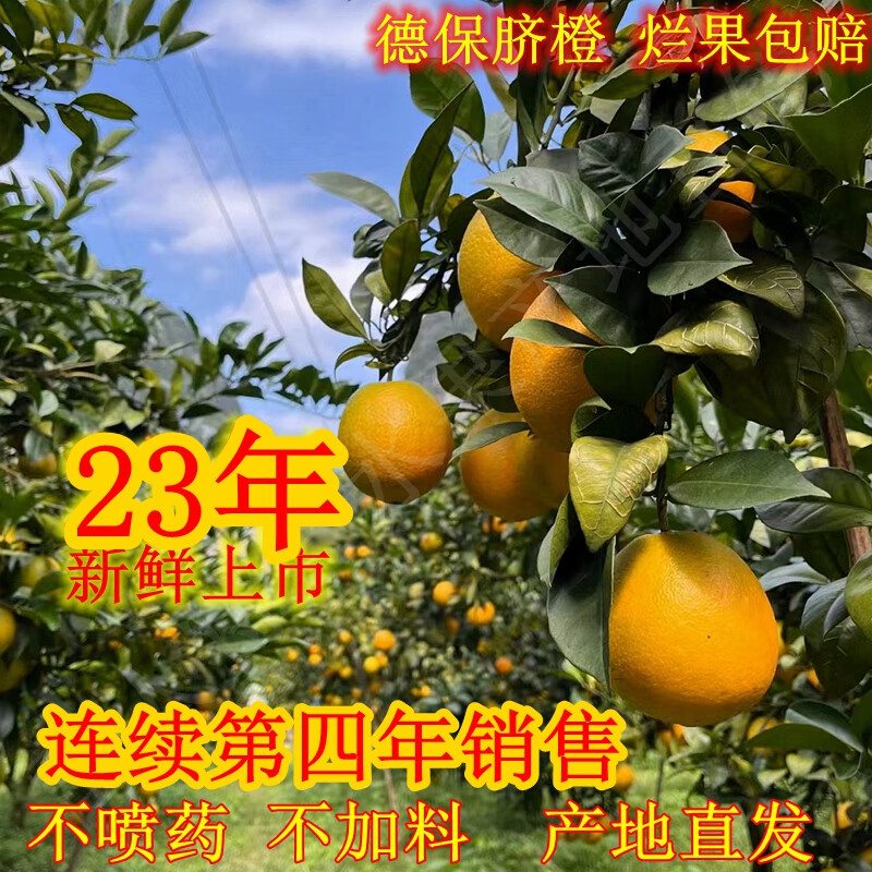 花农氏广西德保甜脐橙自然成熟产地果园直发真橙香无籽多汁甜蜜 新鲜