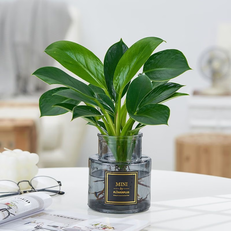 �赯ȯ����Ҷ�����̹����ļ����� ���� 2�裨Լ15�������ң�