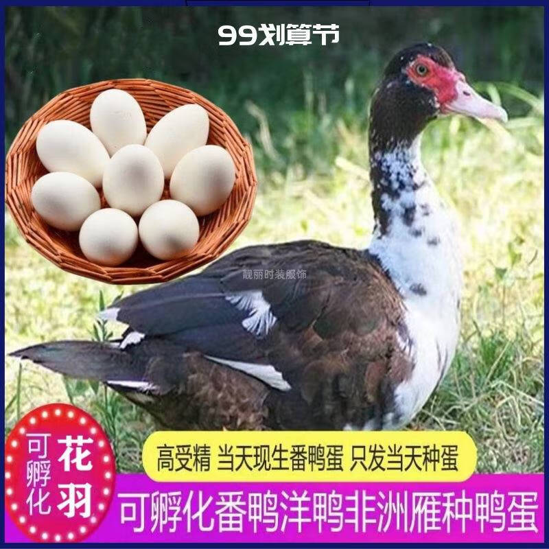 微山湖高产雁鸭美洲鸭大种土鸭红脸正宗红嘴鸭土鸭蛋麻鸭番鸭种蛋受精