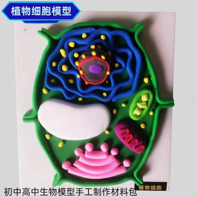 昂沐动植物细胞模型植物动物细胞模型高中初中生物课本同步黏土制作教
