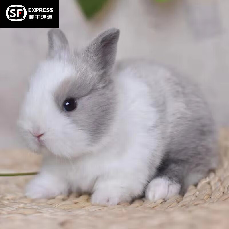茶杯兔长不大不咬人宠物荷兰垂耳兔子活体 浅灰白侏儒兔【多重礼品】