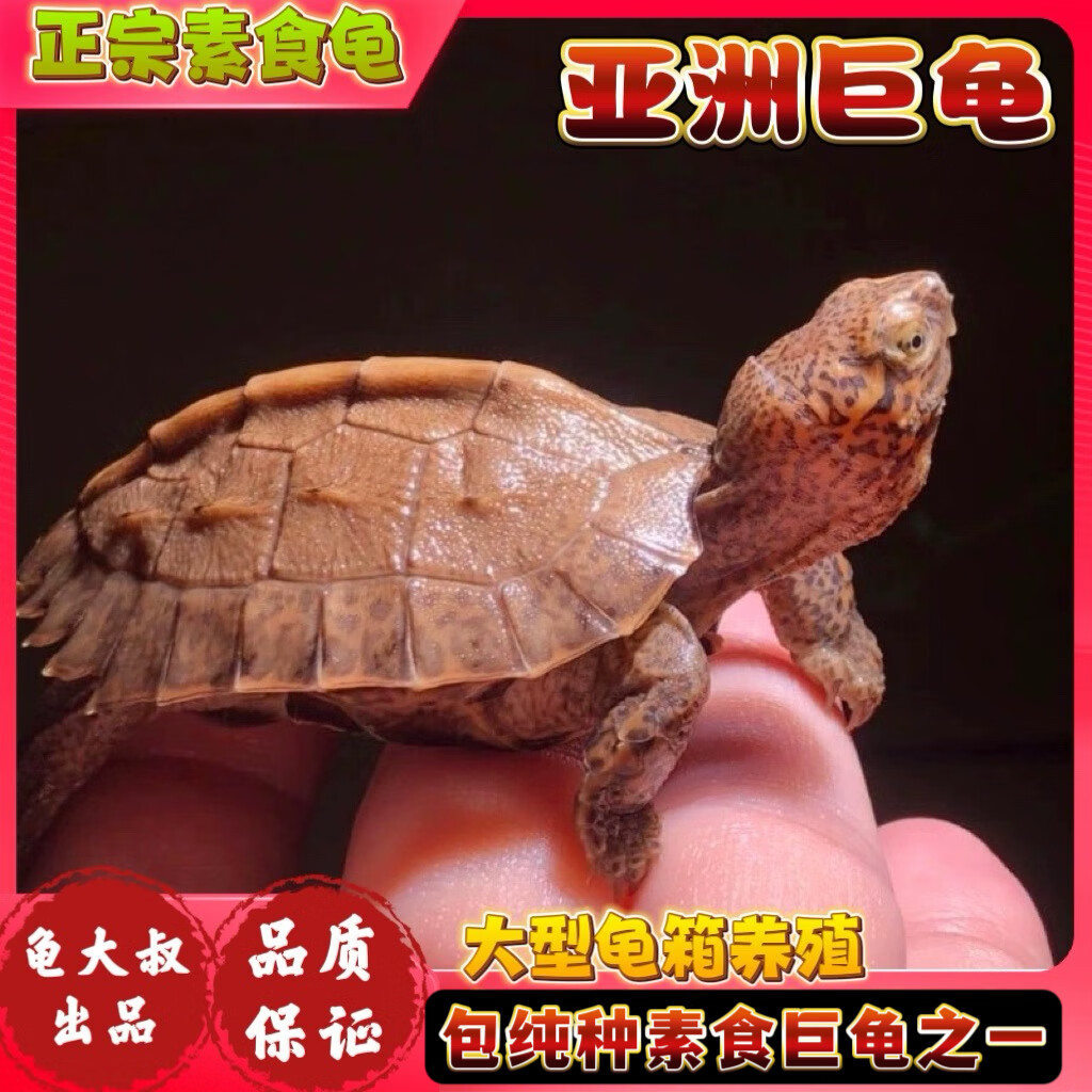 亚洲巨型龟亚巨龟苗庙龟黑山龟素食龟吃菜龟半水龟龟四大巨龟之一 亚