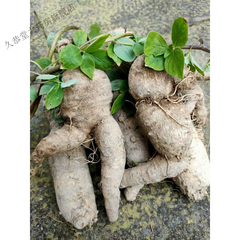 浙江新鲜现挖 山海螺 四叶参 羊乳根 下奶参 奶参500克 新鲜一斤500克