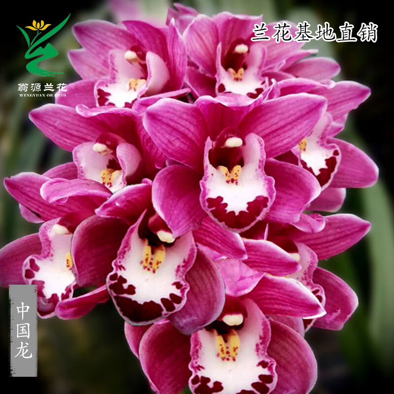 苗现带花苞大花蕙兰中国龙浓香红花好养室内花卉植物盆栽 特壮带花