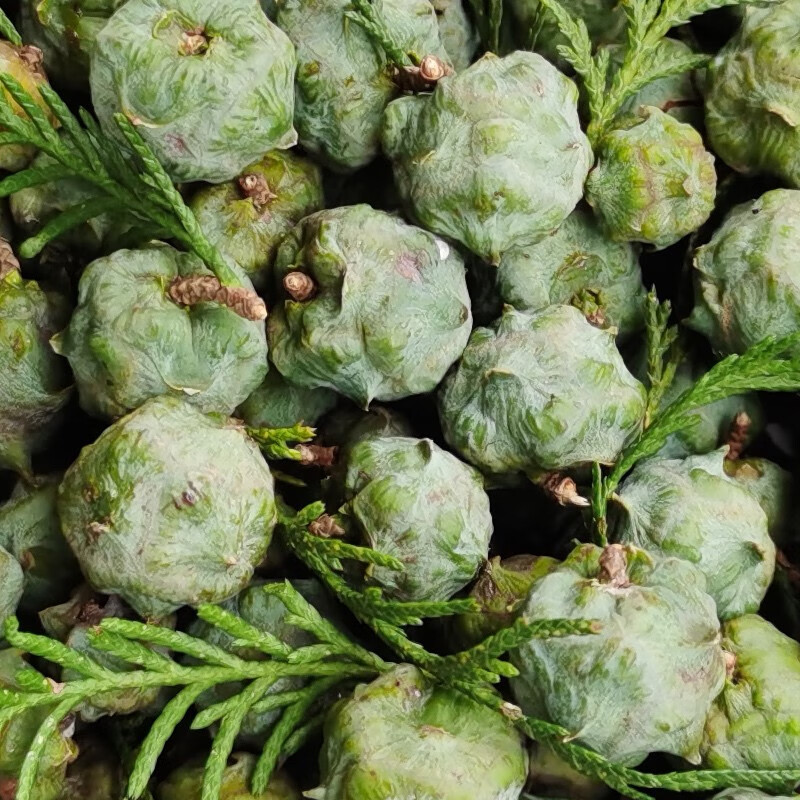 新鲜侧柏叶籽重庆深山侧柏果柏铃子果柏树籽壳果侧柏叶颗粒 柏子叶