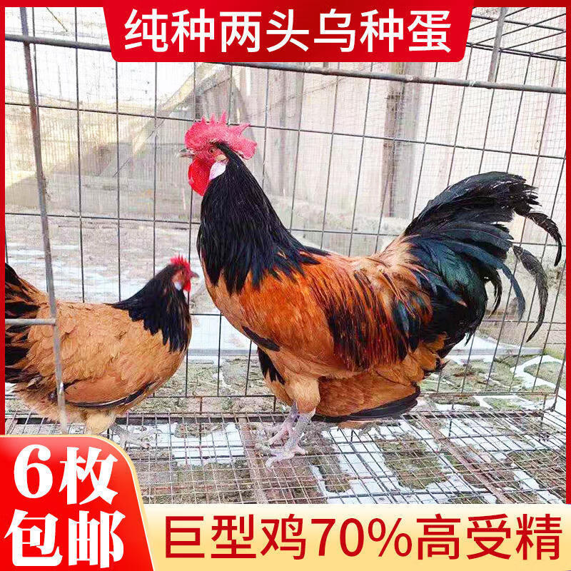 两头乌种蛋红色一枚装观赏鸡宠物鸡可孵化受精种蛋包纯种包受精率 1枚