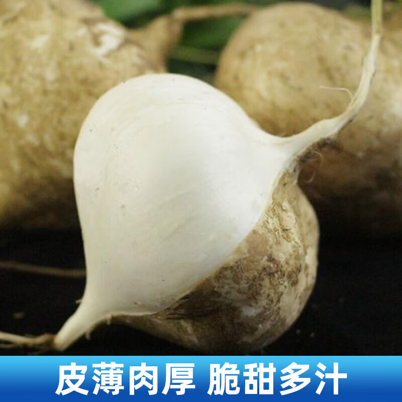 图石果记广西农家生白凉薯新鲜现挖白地瓜水果沙葛土番薯土地当季 1斤