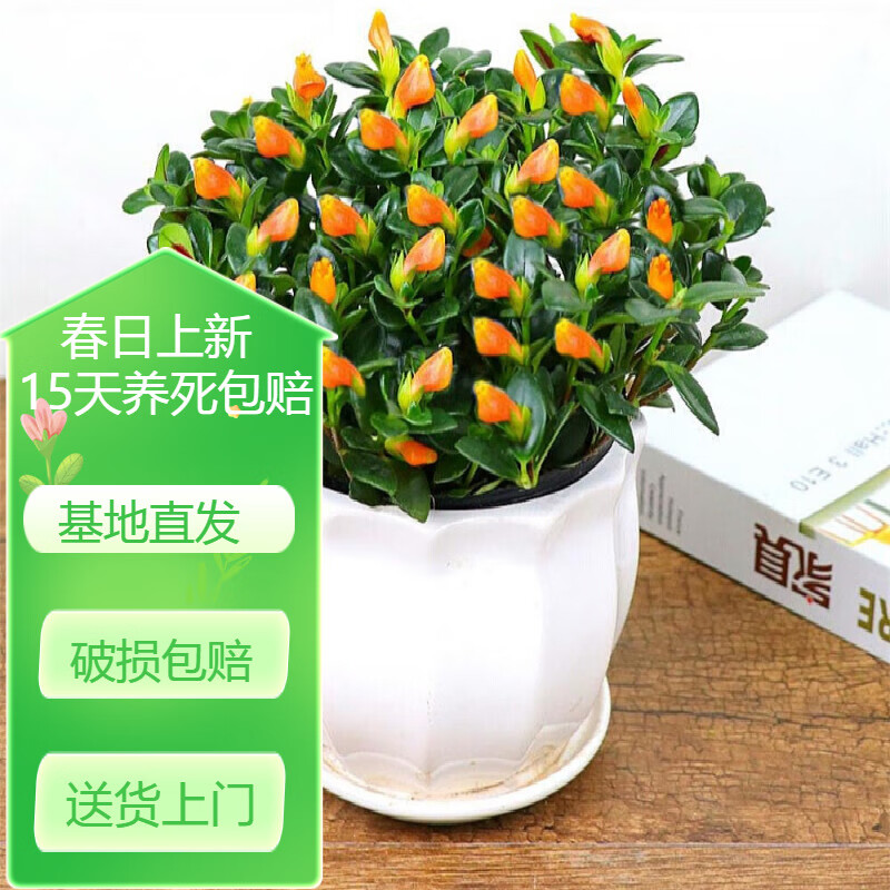 中梦金鱼吊兰盆栽花苗吊兰常青藤金心边吊兰室内绿植花卉d9 金鱼吊兰